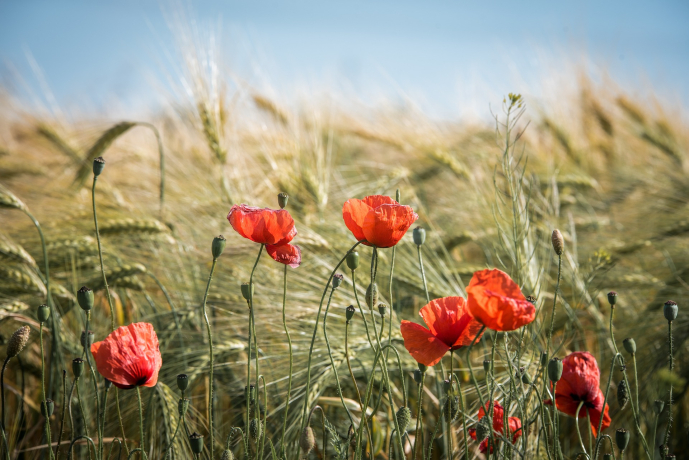 Coquelicots